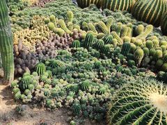 -深圳仙湖植物园