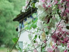 -深圳国际园林花卉博览园