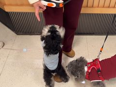 -帕帕拉兹宠物(亚洲旗舰店)