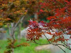 -广州市帽峰山景区