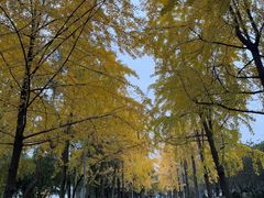 -四川大学(望江校区)