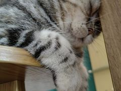 -飞行喵MR PILOT|猫舍·猫咖(静安大融城店)