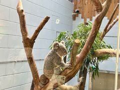 -鸡鸣汤包(红山动物园店)