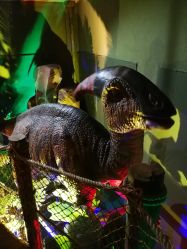 -恐龙探索乐园(磁器口店)