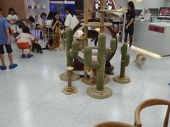 -喵园·猫主题咖啡厅·撸猫·猫咖(国贸店)