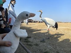 -盐城丹顶鹤湿地生态旅游区