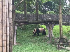 -都江堰中华大熊猫苑