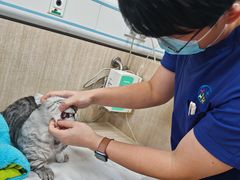 -北京观赏动物医院·24小时大型综合·猫专科·异宠专科