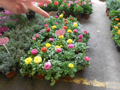 -三圣花乡旅游区