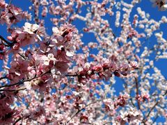 -桃花堤公园