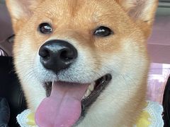 -艾贝尔宠物医院·狂犬免疫点(江山金象城店)