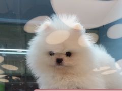 -FAELING PETS美天灵宠物(合生汇店)
