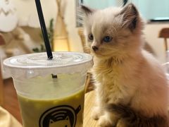 -楼上猫咖(罗湖店)