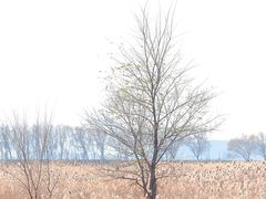 -野鸭湖国家湿地公园