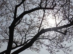 -香雪海