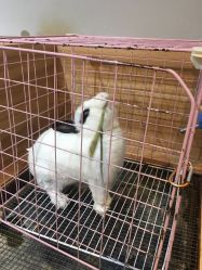 -Moni星球萌宠·小马宝莉·灵蛇·高端高阶全萌宠互动体验俱乐部(红豆国际广场店)