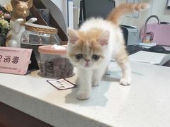 -宠爱国际动物医院· 猫科· 外科·中兽医(长白店)
