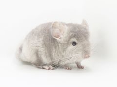 -龙猫仔乐园(惠福东路店)