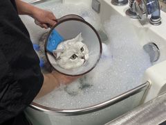 -车接车送·寄养洗护·德文猫舍(大宁店)