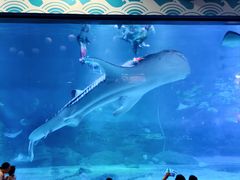 -烟台海昌鲸鲨海洋公园