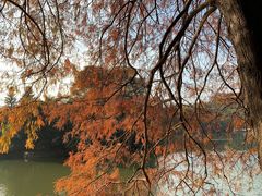 -深圳仙湖植物园