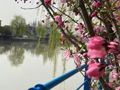 -高东镇樱花园