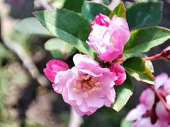 -北京西山国家森林公园