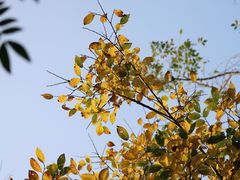 -华侨城湿地公园