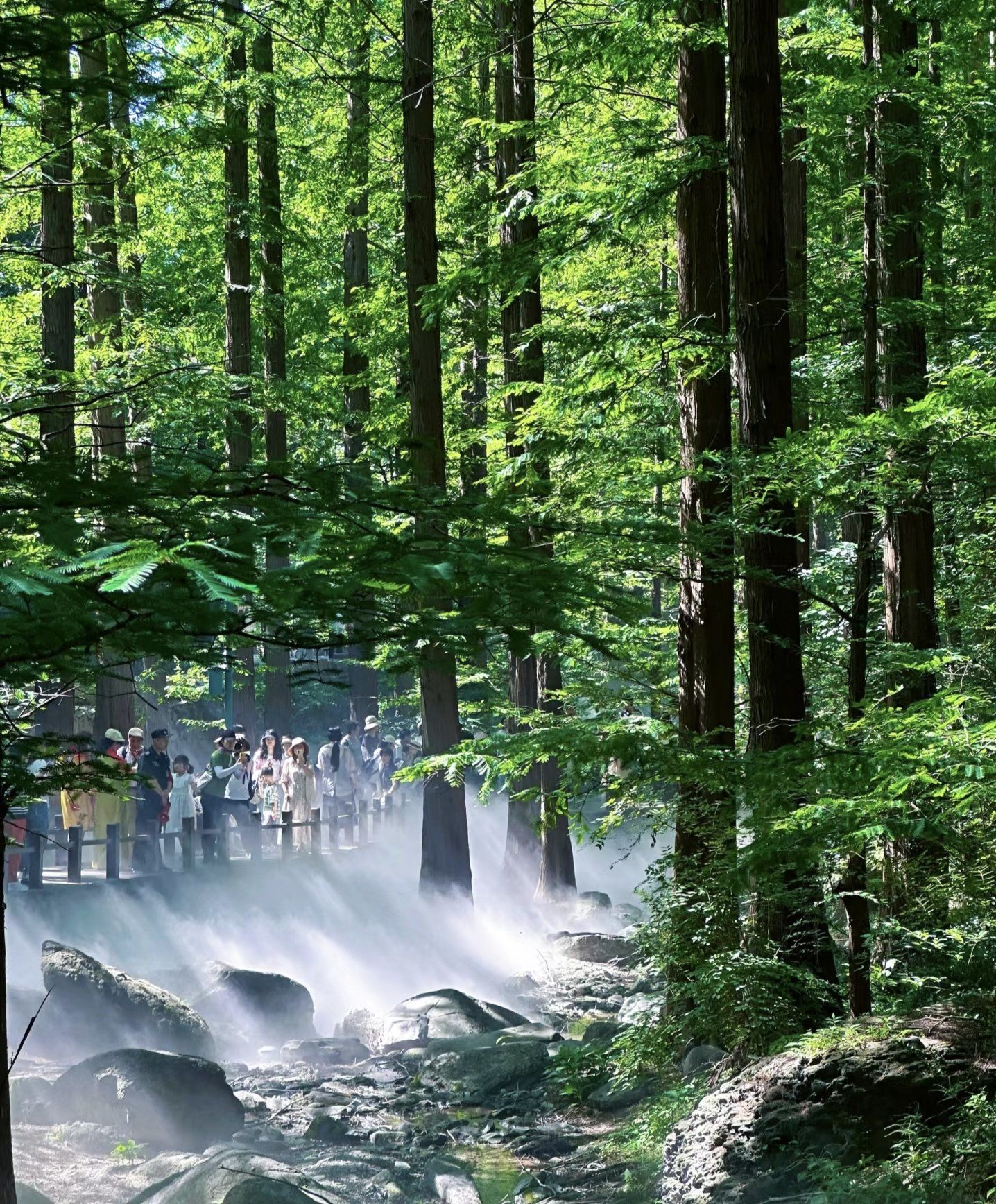 天然氧吧!迷雾森林!