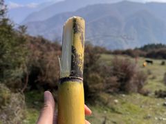 -卧龙自然保护区