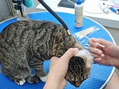 -瑞派动物医院·猫专科·至诚(江南中分院)