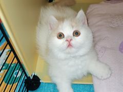 -欣宠猫屋·矮脚拿破仑·蓝金金渐层