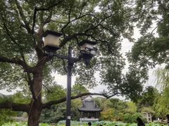 -西湖外事游船(花港观鱼码头)