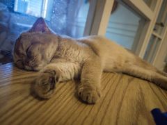 -楼上猫咖(罗湖店)