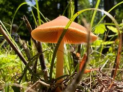 -黄海国家森林公园