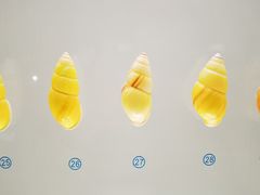 -青岛贝壳博物馆