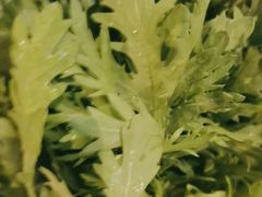 -蒙都43°9羊火锅·赤峰美食(宁城店)