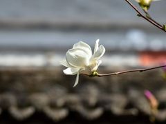 -西安市广仁寺