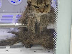 -爱洗澡的猫(天河路店)
