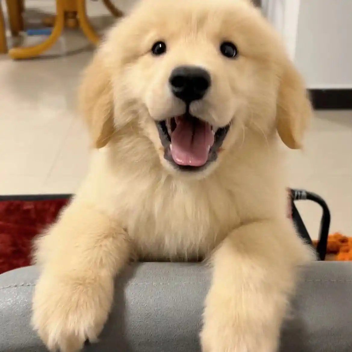 宠物狗超度-宠物狗衣服图片 宠物狗超度-宠物狗衣服图片