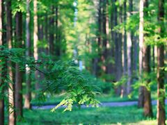 -黄海国家森林公园