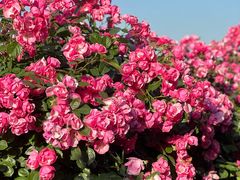 -上海滨江森林公园