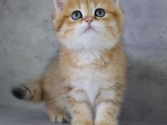 -小猫来了·猫舍(红山六九七九店)