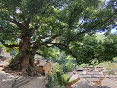 -杨家堂村