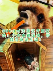 -七巧国萌宠乐园(龙湖天街店)