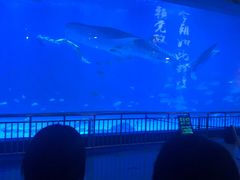 -烟台海昌鲸鲨海洋公园