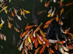 -大门水乡·顺德菜