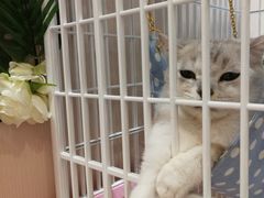 -藏猫猫咖啡主题馆(中央大道店)
