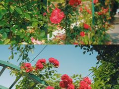 -上海辰山植物园
