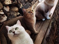 -喵屿·大理花园猫咖